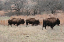 Free Roaming Buffalo at Wichita Mountains Wildlife Refuge - Lawton, OK