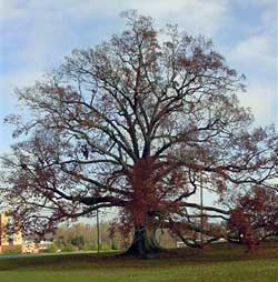 Birthing Tree - McMinnville, TN